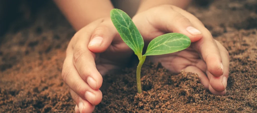 Young child holding seedlings in hand