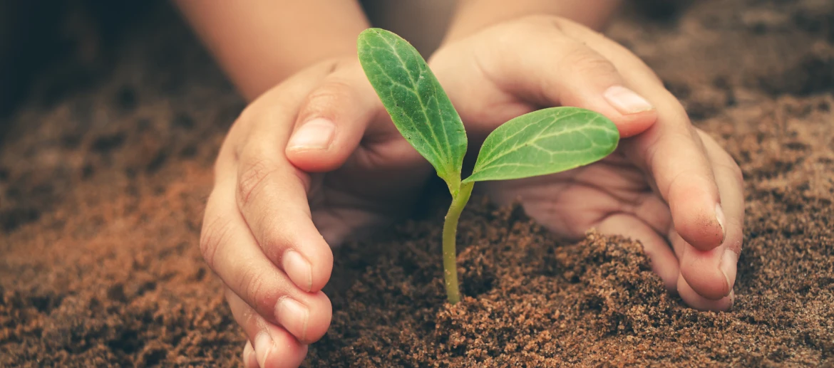Young child holding seedlings in hand